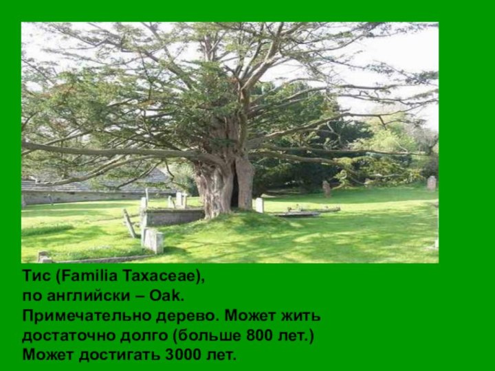 Тис (Familia Taxaceae), по английски – Oak.Примечательно дерево. Может житьдостаточно долго (больше