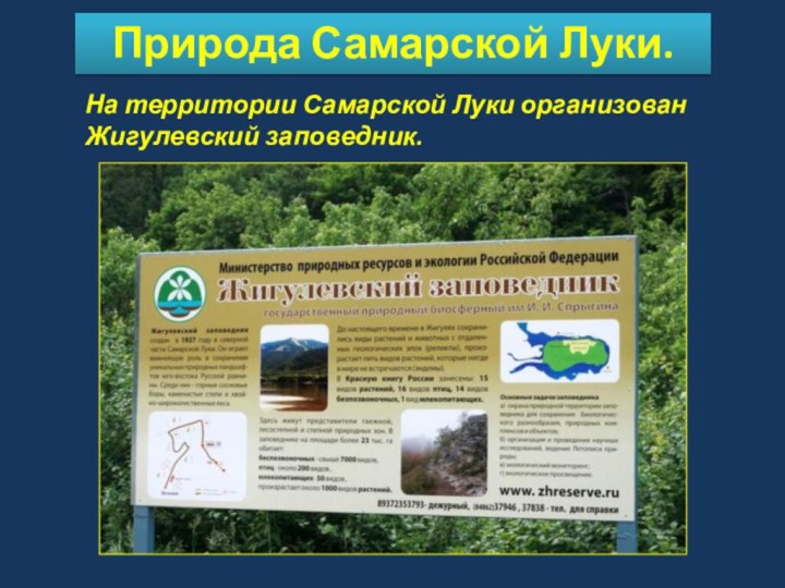 Природа Самарской Луки.На территории Самарской Луки организован Жигулевский заповедник.