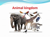 Урок английского языка по теме :Животный мир млекопитающих и рептилий  презентация урока для интерактивной доски по иностранному языку (3 класс) по теме