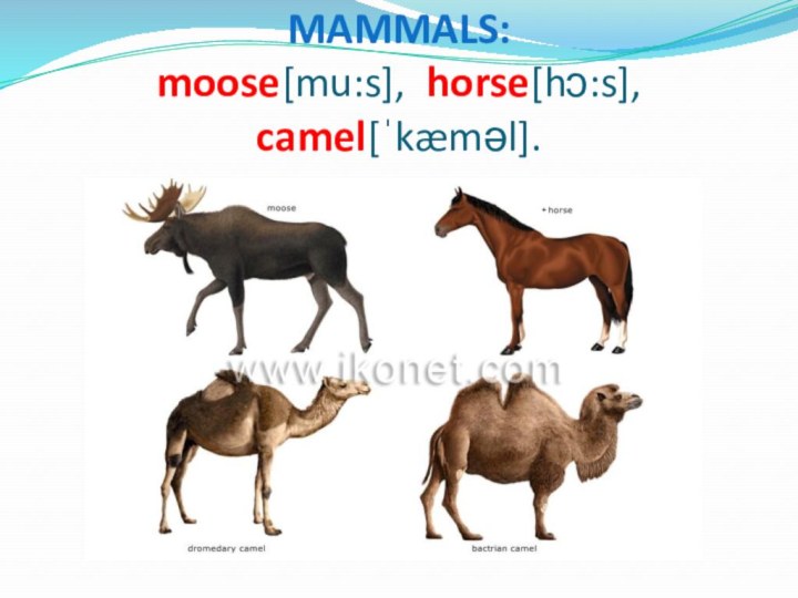 MAMMALS: moose[mu:s], horse[hɔ:s], camel[ˈkæməl].