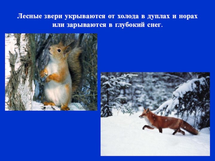 Лесные звери укрываются от холода в дуплах и норах или зарываются в глубокий снег.