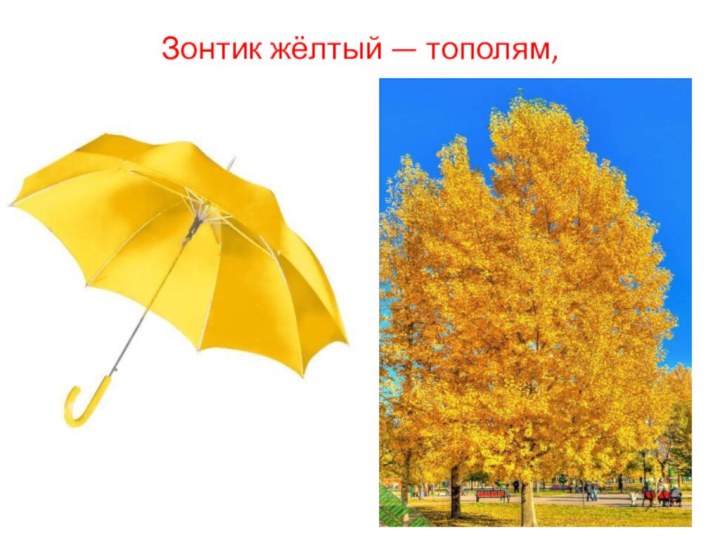 Зонтик жёлтый — тополям,