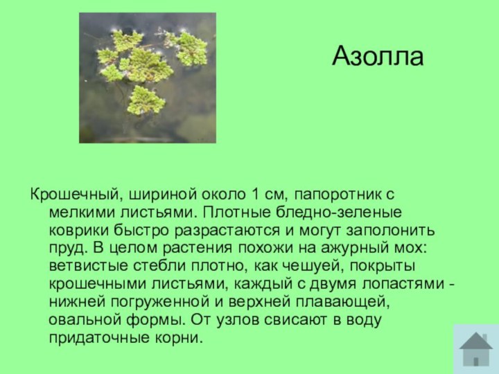 АзоллаКрошечный, шириной около 1 см, папоротник с мелкими листьями. Плотные бледно-зеленые коврики