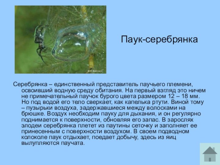 Паук-серебрянкаСеребрянка – единственный представитель паучьего племени, освоивший водную среду обитания. На