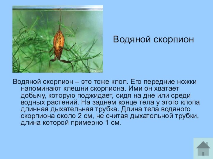 Водяной скорпионВодяной скорпион – это тоже клоп. Его передние ножки напоминают клешни