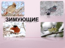 Презентация Зимующие птицы презентация к уроку по окружающему миру (средняя группа)