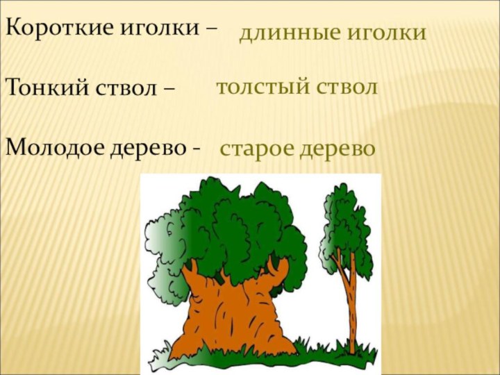 Короткие иголки – Тонкий ствол –   Молодое дерево - длинные иголкитолстый стволстарое дерево