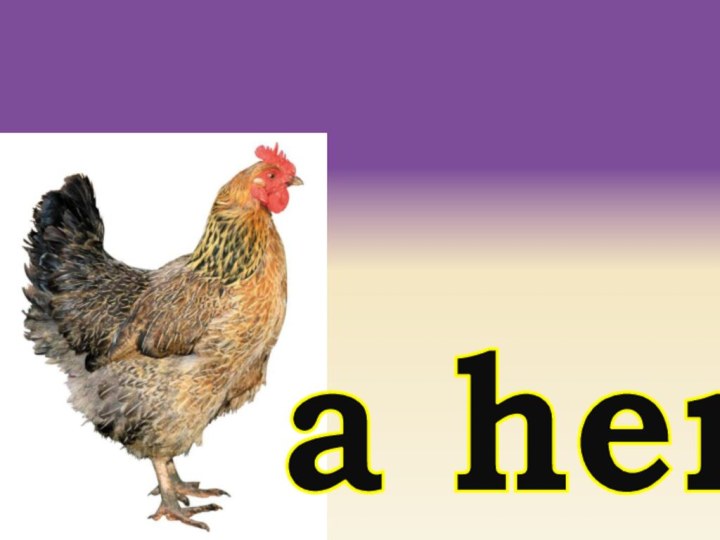 a hen