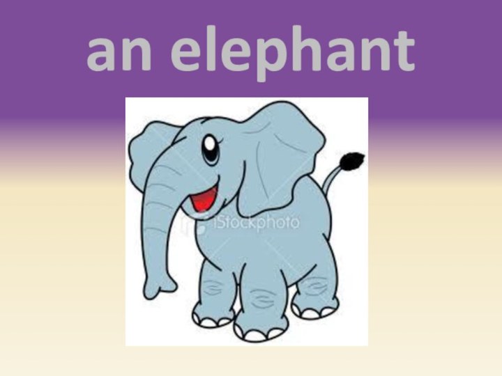 an elephant