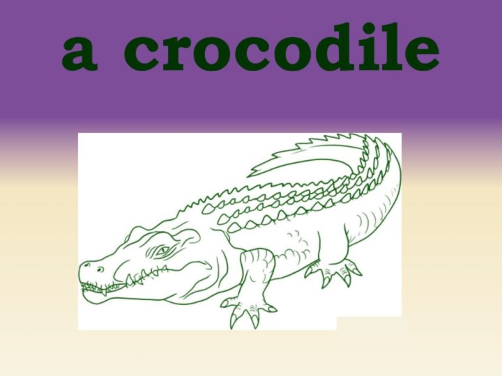 a crocodile