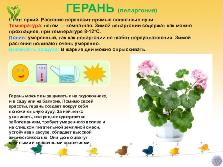 ГЕРАНЬ (пеларгония)Герань можно выращивать и на подоконнике, и в саду или