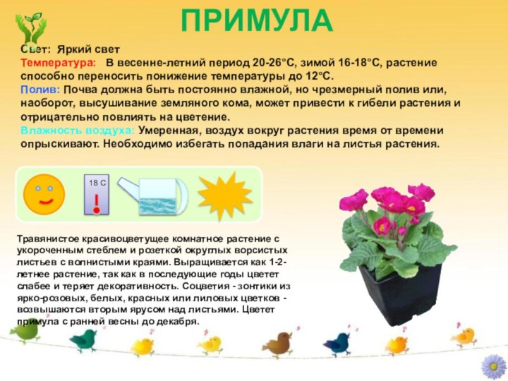 ПРИМУЛАСвет: Яркий светТемпература: В весенне-летний период 20-26°C, зимой 16-18°C, растение
