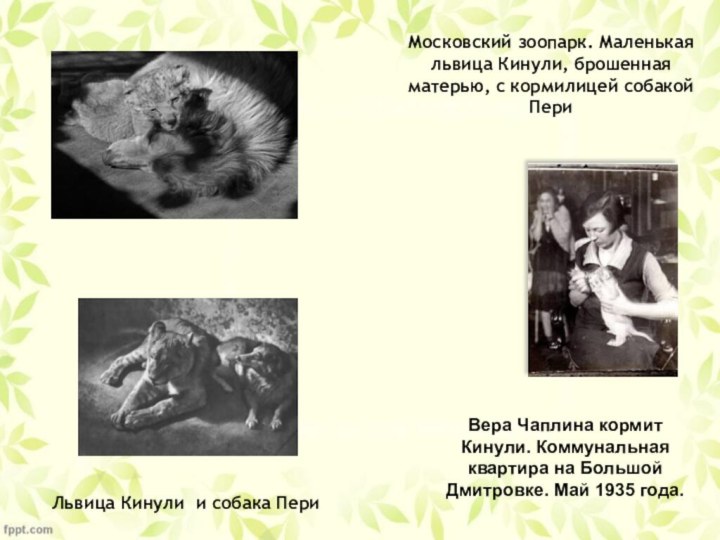 Московский зоопарк. Маленькая львица Кинули, брошенная матерью, с кормилицей собакой Пери
