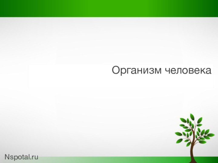 Организм человека Nspotal.ru