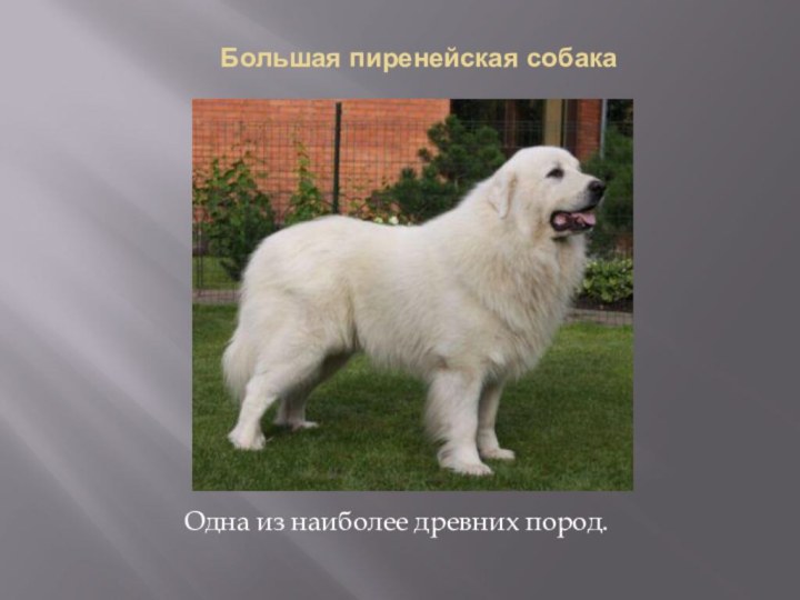 Большая пиренейская собака  Одна из наиболее древних пород.