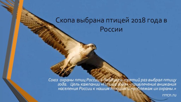 Скопа выбрана птицей 2018 года в России«Союз охраны птиц России в двадцать