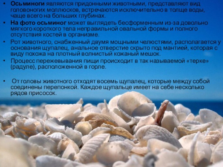 Осьминоги являются придонными животными, представляют вид головоногих моллюсков, встречаются исключительно в толще