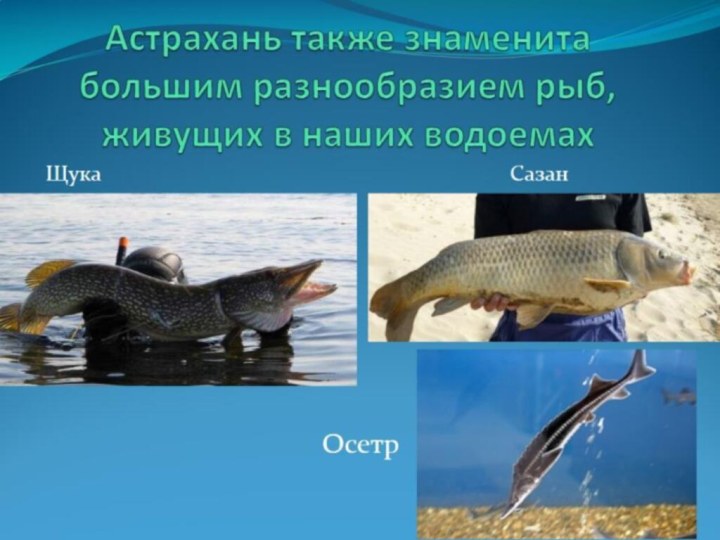 Астрахань также знаменита большим разнообразием рыб, живущих в наших водоемах