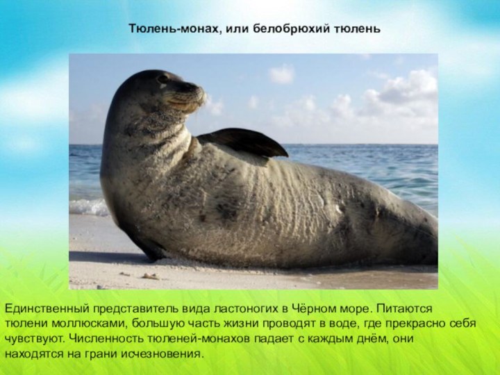Тюлень-монах, или белобрюхий тюленьТюлень-монах, или белобрюхий тюленьЕдинственный представитель вида ластоногих в Чёрном