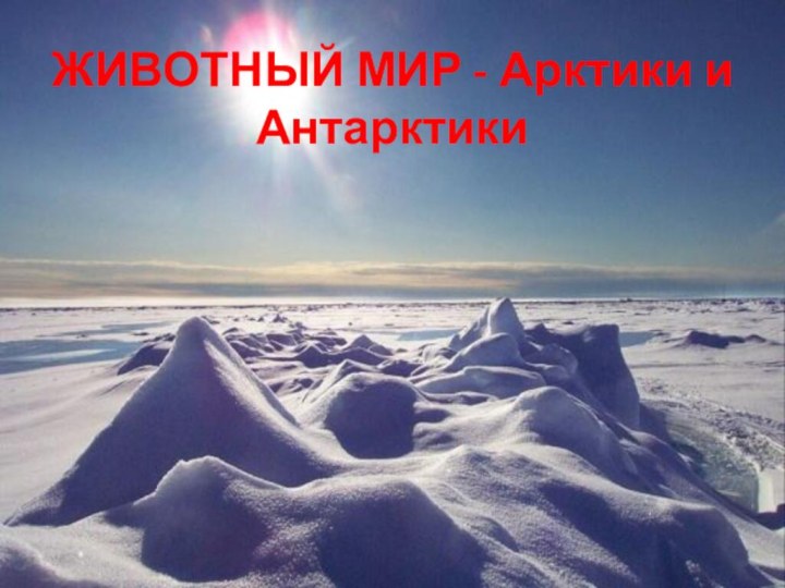 ЖИВОТНЫЙ МИР - Арктики и Антарктики