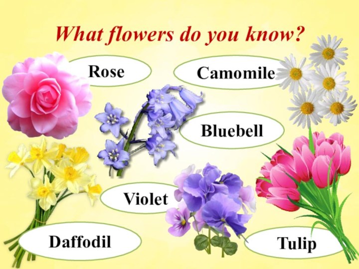 What flowers do you know?RoseTulipBluebellCamomile DaffodilViolet