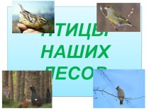 Презентация Птицы наших лесов презентация к уроку (окружающий мир, 1 класс) по теме