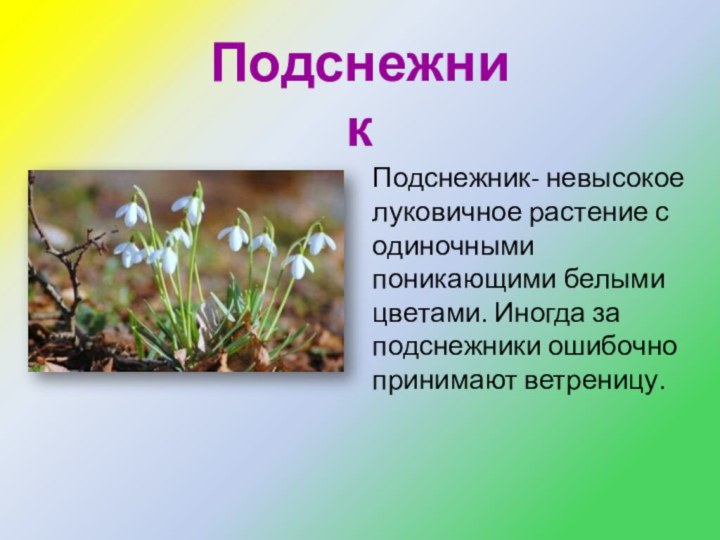 ПодснежникПодснежник- невысокое луковичное растение с одиночными поникающими белыми цветами. Иногда за подснежники ошибочно принимают ветреницу.