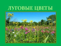 lugovye cvety -1