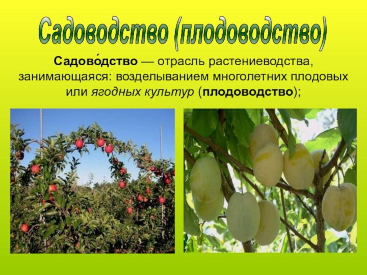 Садоводство (плодоводство)Садово́дство — отрасль растениеводства, занимающаяся: возделыванием многолетних плодовых или ягодных культур (плодоводство);