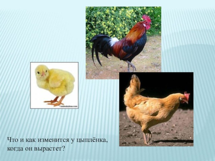 Что и как изменится у цыплёнка,когда он вырастет?