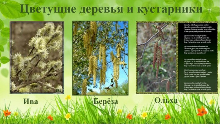 Цветущие деревья и кустарникиИваБерёза Ольха