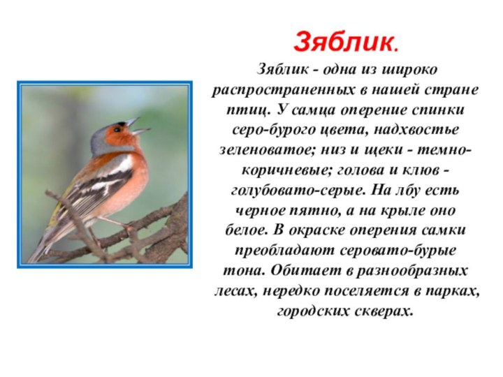 Зяблик.  Зяблик - одна из широко распространенных в нашей стране птиц.