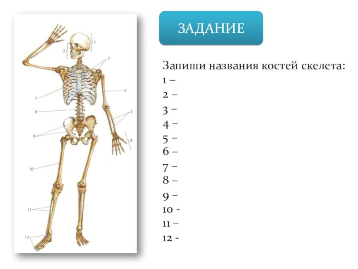 ЗАДАНИЕЗапиши названия костей скелета:1 –2 –3 –4 –5 –6 –7 –8 –9 –10 -11 –12 -
