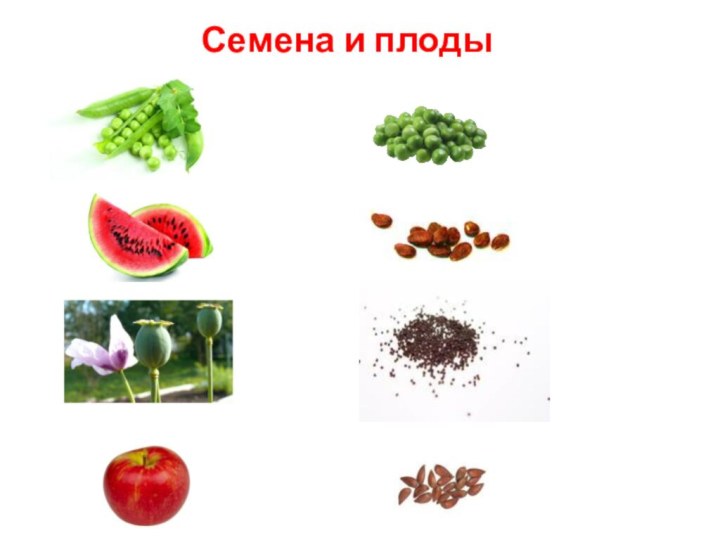Семена и плоды