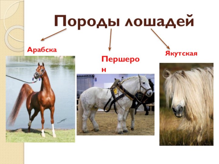 Породы лошадейАрабская ПершеронЯкутская