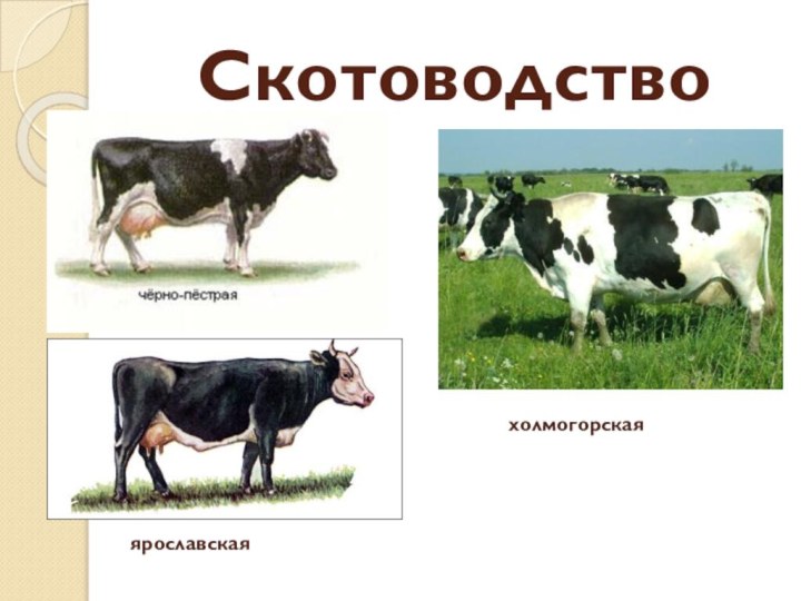 Скотоводствохолмогорскаяярославская