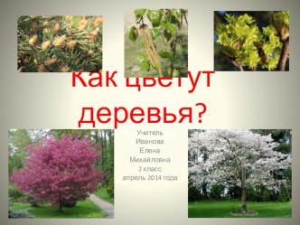 Как цветут деревья 2 класс презентация к уроку по окружающему миру (2 класс) по теме