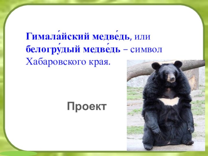 Гимала́йский медве́дь, или белогру́дый медве́дь – символ Хабаровского края.Проект