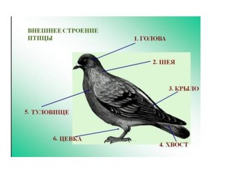 Конспект НОД в средней группе по развитию речи Зимующие птицы план-конспект занятия по развитию речи (средняя группа) по теме