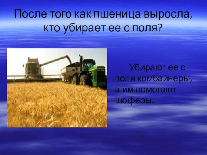 После того как пшеница выросла, кто убирает ее с поля?