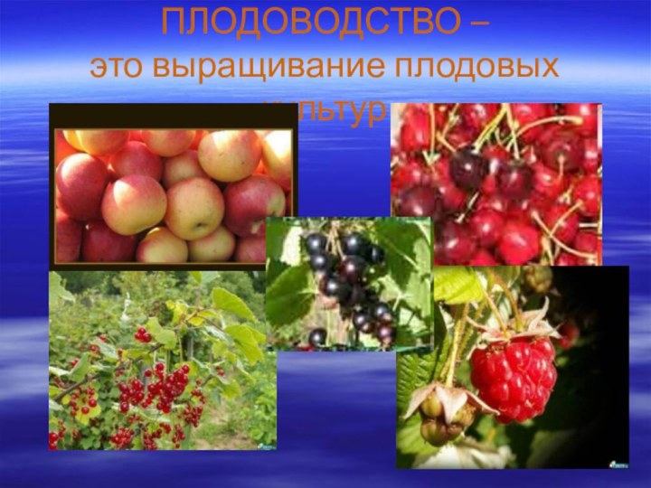 ПЛОДОВОДСТВО –  это выращивание плодовых культур