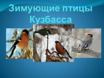 Зимующие птицы Кузбасса презентация к уроку по окружающему миру (старшая группа)