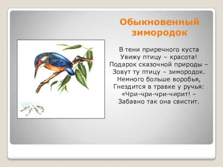 Обыкновенный зимородокВ тени приречного куста  Увижу птицу – красота!  Подарок