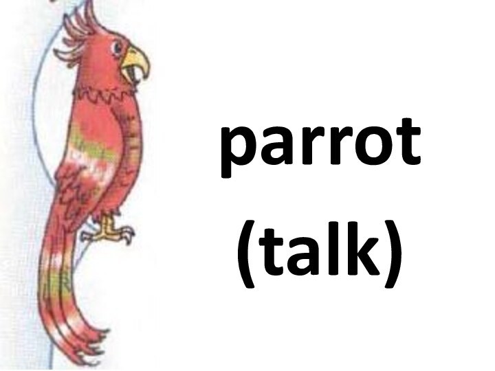 parrot(talk)