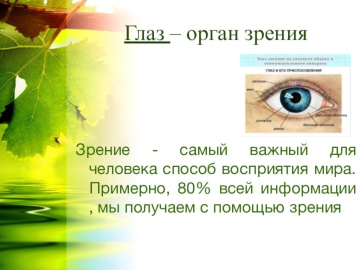 Глаз – орган зренияЗрение - самый важный для человека способ восприятия мира.