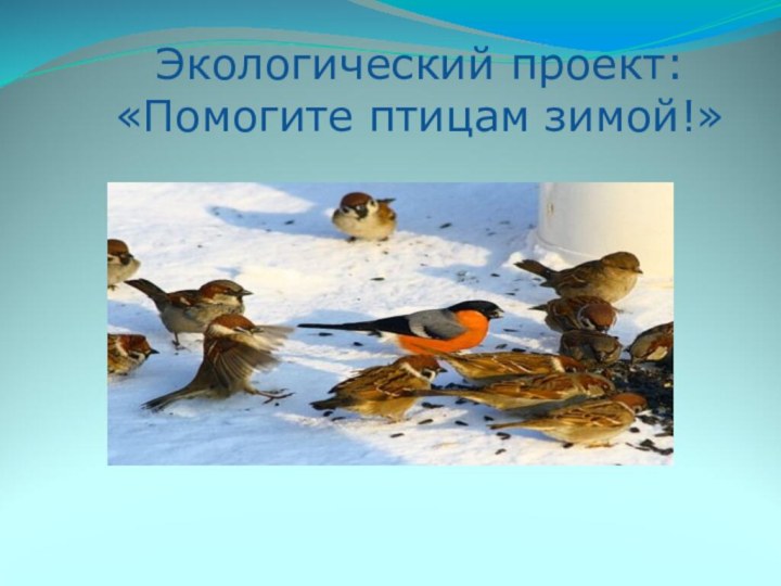 Экологический проект: «Помогите птицам зимой!»