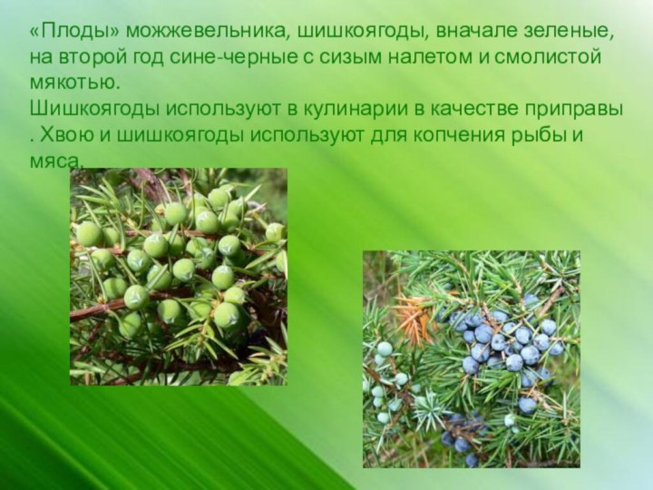 «Плоды» можжевельника, шишкоягоды, вначале зеленые, на второй год сине-черные с сизым налетом