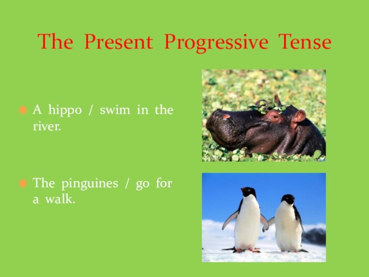 The Present Progressive TenseA hippo / swim in the river.The pinguines / go for a walk.