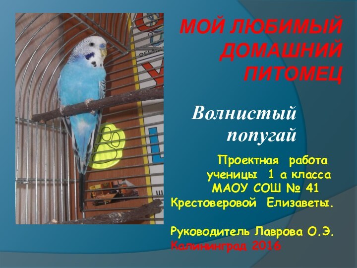 Мой любимый домашний питомец  Волнистый попугай     Проектная