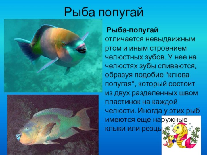 Рыба попугай   Рыба-попугай отличается невыдвижным ртом и иным строением челюстных